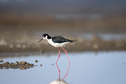 901开奖结果最快查询,实时更新中奖号码