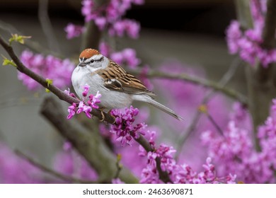 百利宫娱乐的魅力：让你沉浸在欢乐与刺激中